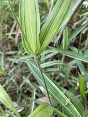 Pleioblastus fortunei