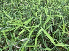 Pleioblastus fortunei