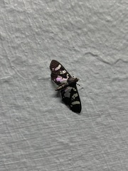 Desmia bajulalis