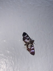 Desmia bajulalis
