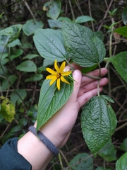 Hymenostephium quitensis