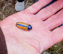 Temognatha suturalis