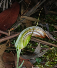 Pterostylis truncata