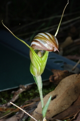 Pterostylis truncata
