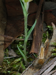 Pterostylis truncata