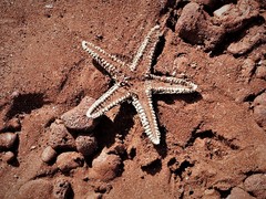 Astropecten armatus