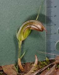 Pterostylis truncata