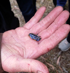 Temognatha suturalis