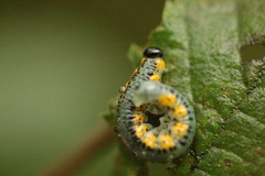 Euura melanocephalus