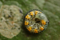 Euura melanocephalus