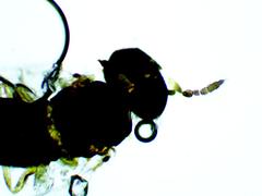 Closterocerus chamaeleon