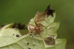Floronia bucculenta