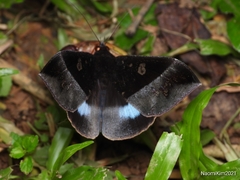 Ischyja manlia