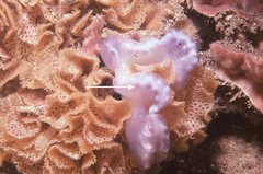 Sycozoa cerebriformis