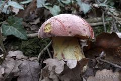 Rubroboletus lupinus