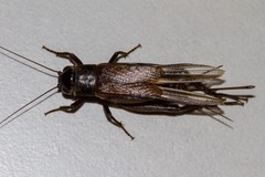 Teleogryllus oceanicus