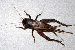 Teleogryllus oceanicus