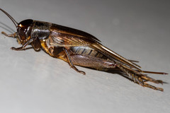 Teleogryllus oceanicus