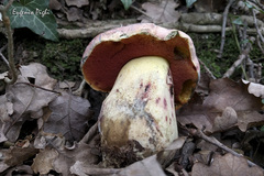 Rubroboletus lupinus