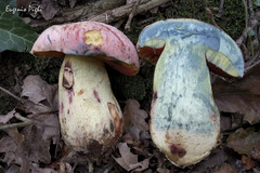 Rubroboletus lupinus