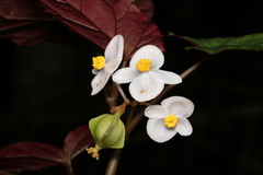 Begonia lukuana