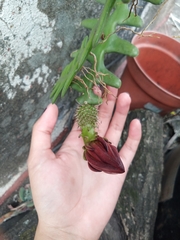 Selenicereus anthonyanus