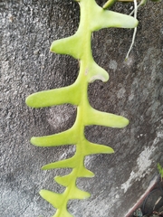 Selenicereus anthonyanus