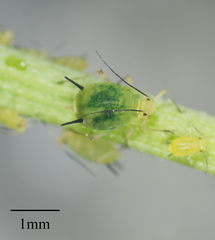 Aphis coreopsidis