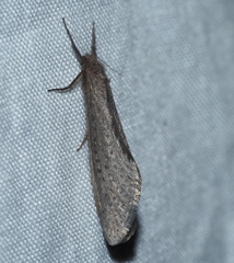 Fraus pteromela