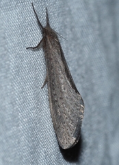Fraus pteromela