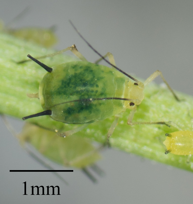 Aphis