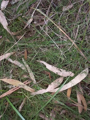 Platysace heterophylla heterophylla