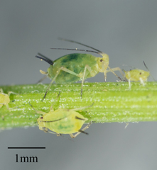 Aphis coreopsidis