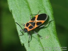 Tropidothorax sinensis