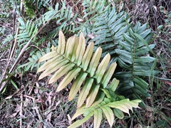 Blechnum wattsii