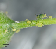 Aphis coreopsidis