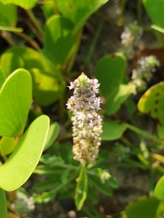 Platostoma menthoides