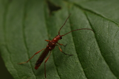 Necydalis laevicollis