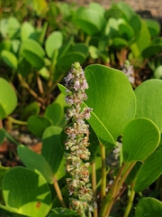 Platostoma menthoides