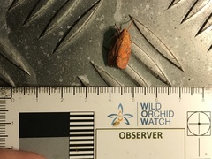 Miltochrista pyraula