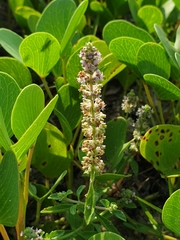 Platostoma menthoides