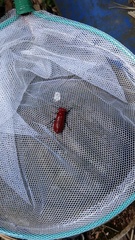Synhoria maxillosa