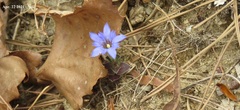 Gentiana squarrosa