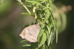 Pindis squamistriga
