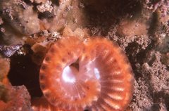 Sycozoa cerebriformis