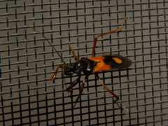 Rasahus biguttatus