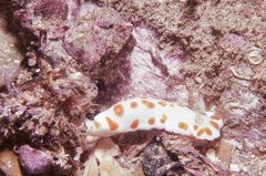Goniobranchus tasmaniensis