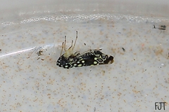 Trypanalebra maculata
