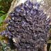 Pseudocyphellaria dissimilis - Photo (c) Steve Kerr, μερικά δικαιώματα διατηρούνται (CC BY), uploaded by Steve Kerr