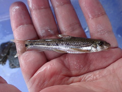 Microphysogobio alticorpus